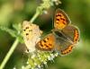 Lycaena phlaeas